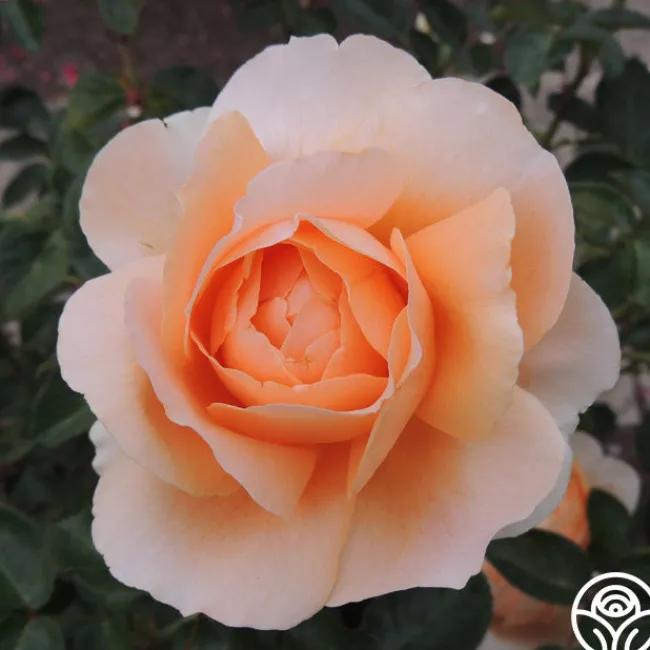 Abbaye de Cluny®>Heirloom Roses New