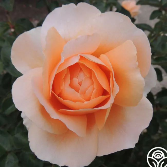 Abbaye de Cluny®>Heirloom Roses New