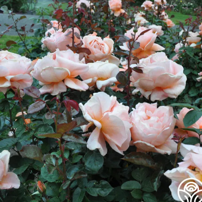 Abbaye de Cluny®>Heirloom Roses New