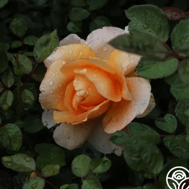 Abbaye de Cluny®>Heirloom Roses New