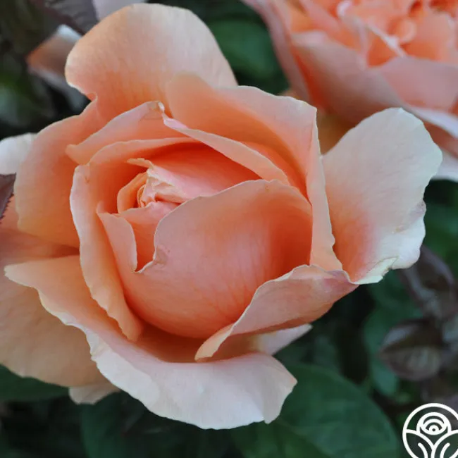 Abbaye de Cluny®>Heirloom Roses New