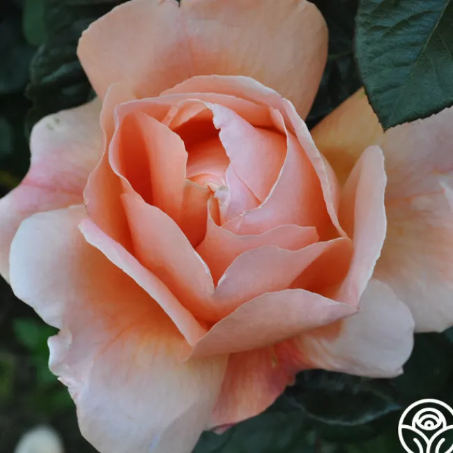 Abbaye de Cluny®>Heirloom Roses New