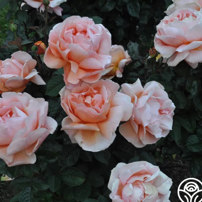Abbaye de Cluny®>Heirloom Roses New