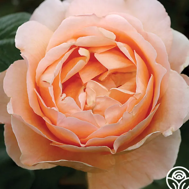 Abbaye de Cluny®>Heirloom Roses New