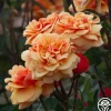 About Face™>Heirloom Roses Best