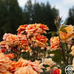 About Face™><noscript><img width=