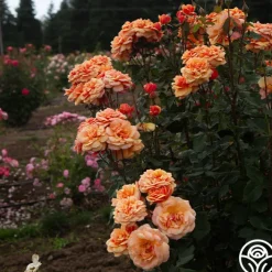 About Face™><noscript><img width=