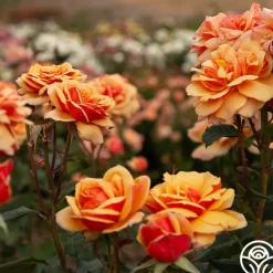 About Face™><noscript><img width=