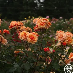 About Face™><noscript><img width=