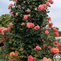 Above All™>Heirloom Roses