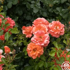 Above All™><noscript><img width=
