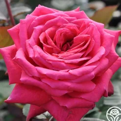 Acapella®>Heirloom Roses