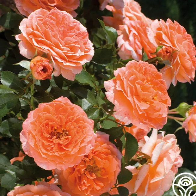 Adobe Sunrise™>Heirloom Roses Discount