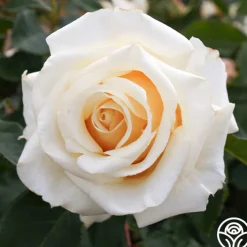 Adriana>Heirloom Roses Discount