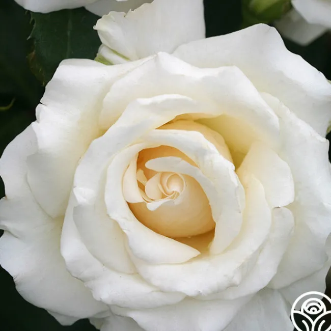 Adriana>Heirloom Roses Discount