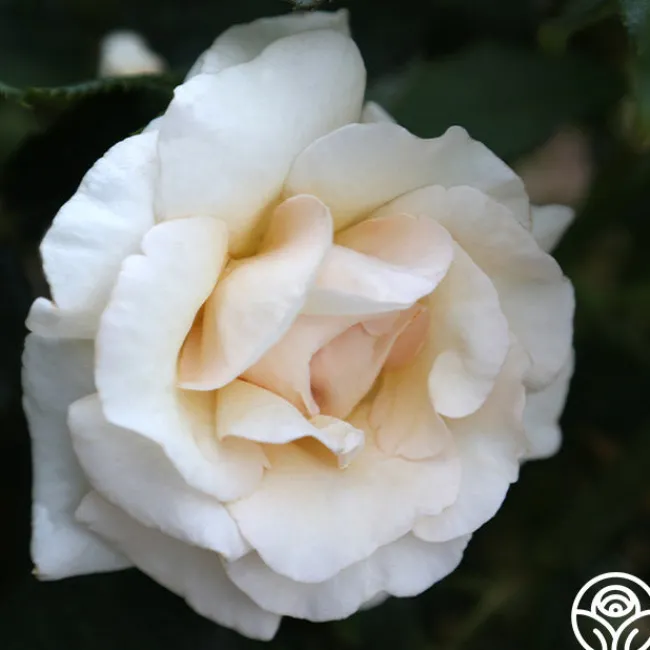 Adriana>Heirloom Roses Discount
