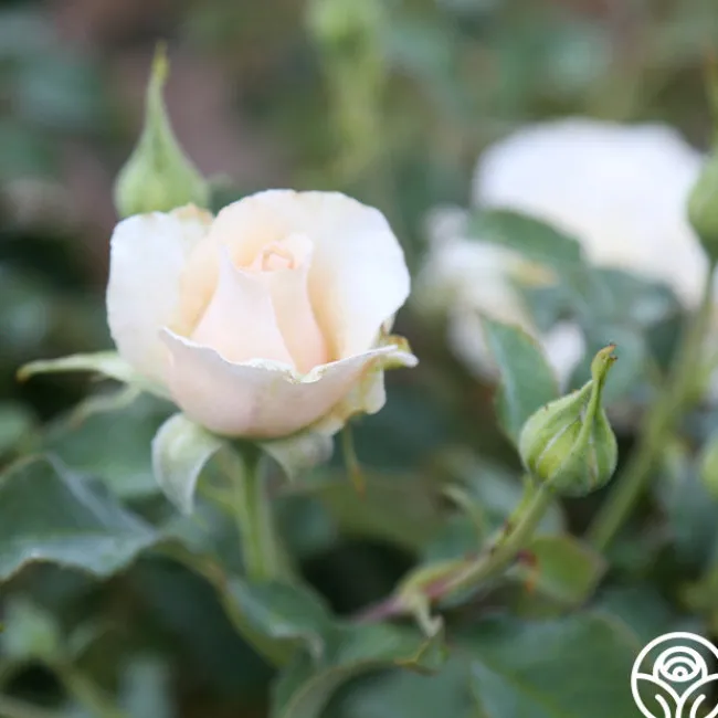 Adriana>Heirloom Roses Discount