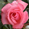 Agatha Christie>Heirloom Roses Best