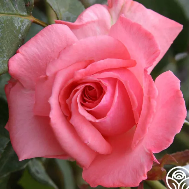 Agatha Christie>Heirloom Roses Best