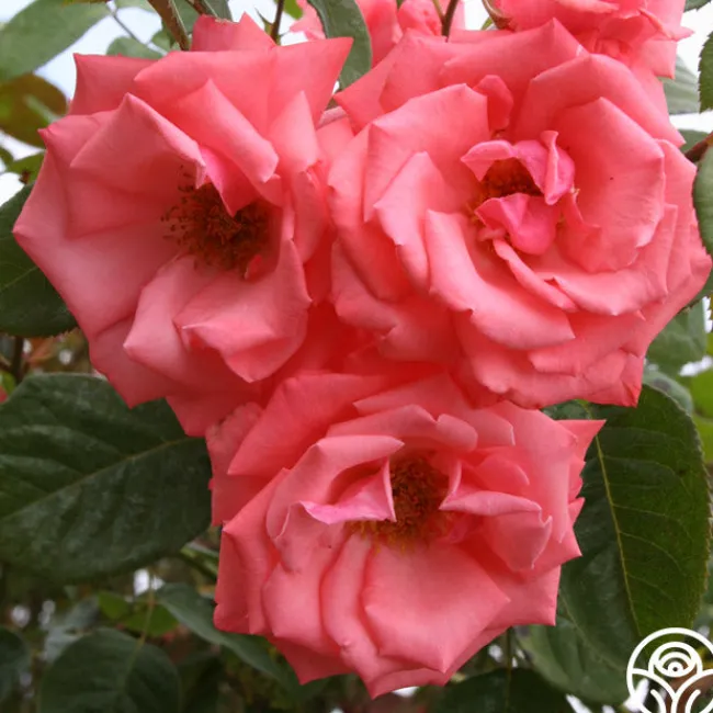 Agatha Christie>Heirloom Roses Best