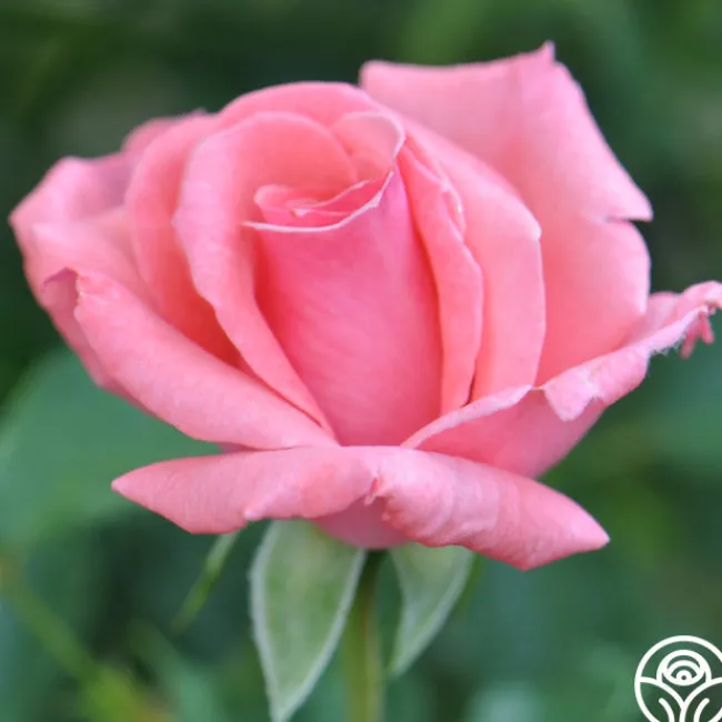 Agatha Christie>Heirloom Roses Best