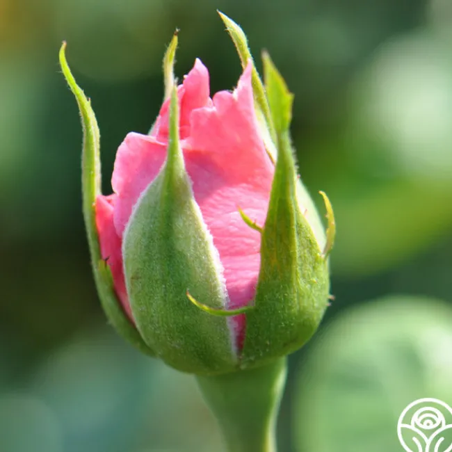 Agatha Christie>Heirloom Roses Best
