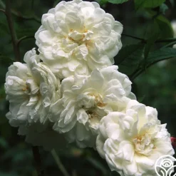 Aimée Vibert>Heirloom Roses Hot