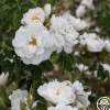 Alba Maxima>Heirloom Roses Outlet