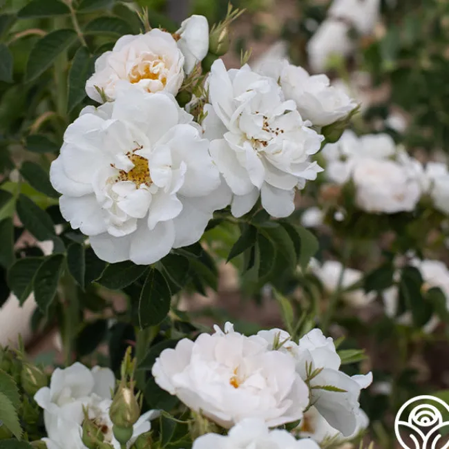 Alba Maxima>Heirloom Roses Outlet
