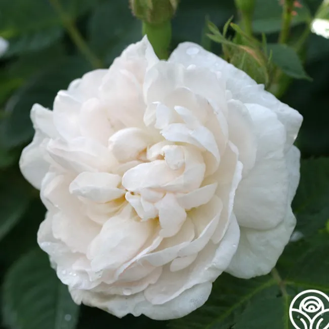 Alba Maxima>Heirloom Roses Outlet