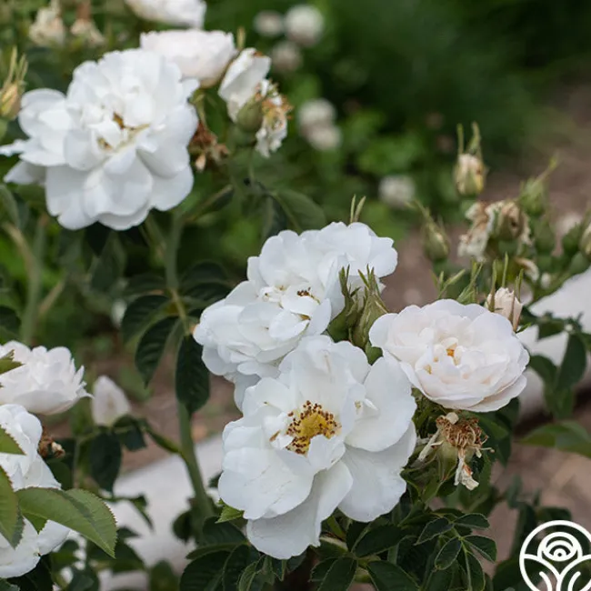 Alba Maxima>Heirloom Roses Outlet