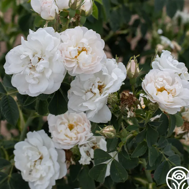 Alba Maxima>Heirloom Roses Outlet
