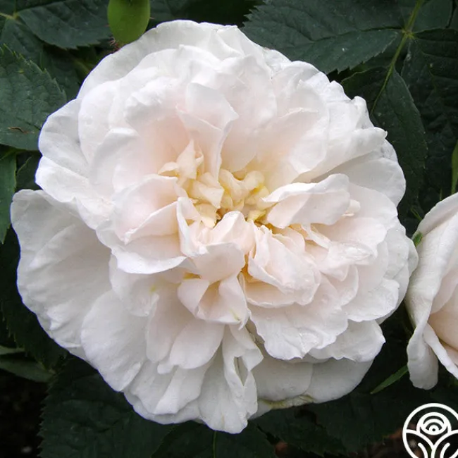 Alba Maxima>Heirloom Roses Outlet