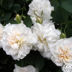 Alba Maxima><noscript><img width=