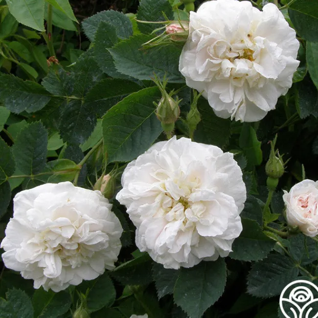 Alba Maxima>Heirloom Roses Outlet