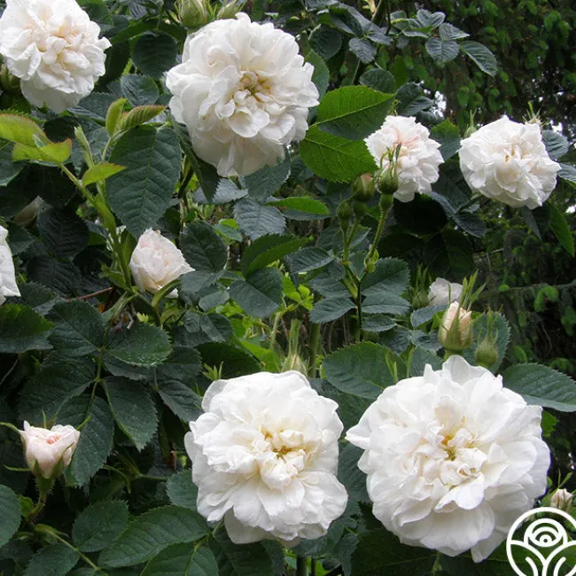 Alba Maxima>Heirloom Roses Outlet