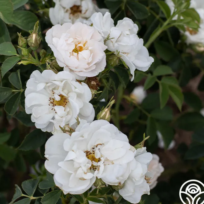 Alba Maxima>Heirloom Roses Outlet