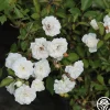 Alba Meidiland®>Heirloom Roses Outlet