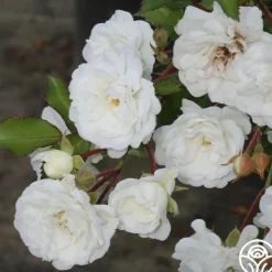 Alba Meidiland®>Heirloom Roses Outlet