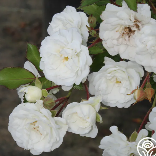 Alba Meidiland®>Heirloom Roses Outlet