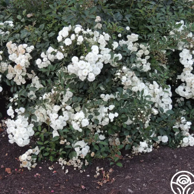 Alba Meidiland®>Heirloom Roses Outlet