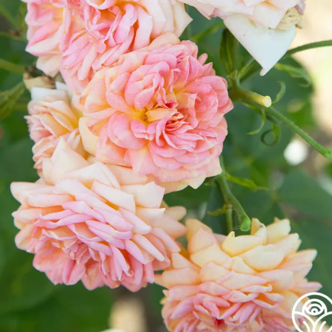 Alchymist>Heirloom Roses Online