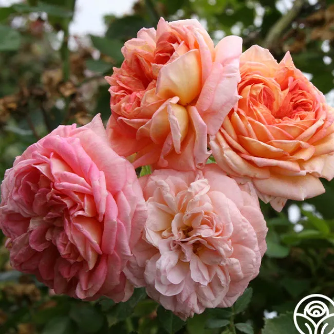 Alchymist>Heirloom Roses Online