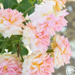 Alchymist><noscript><img width=