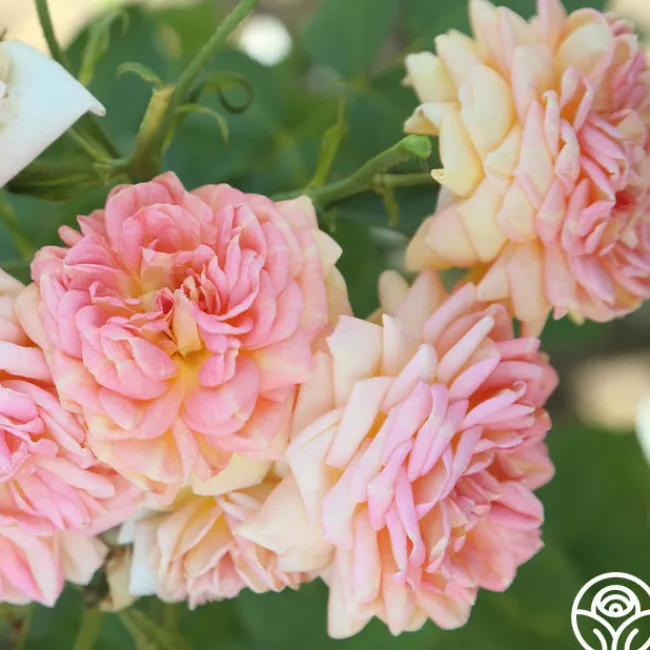 Alchymist>Heirloom Roses Online