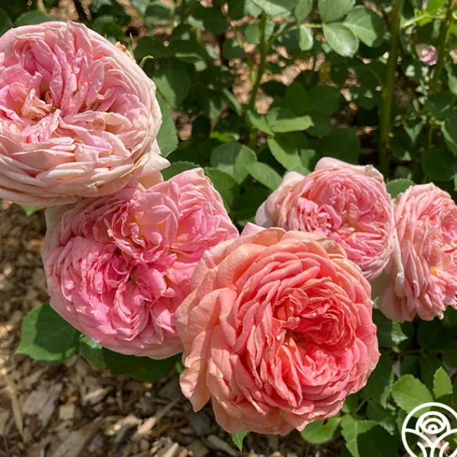 Alchymist>Heirloom Roses Online