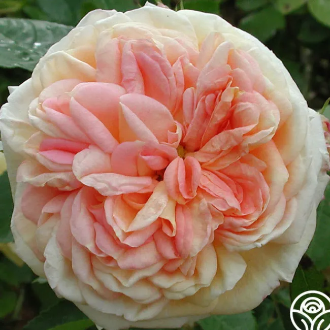 Alchymist>Heirloom Roses Online