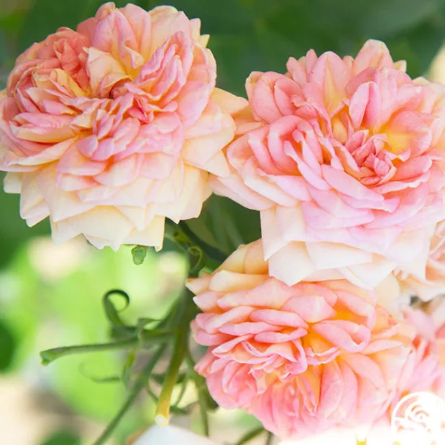 Alchymist>Heirloom Roses Online