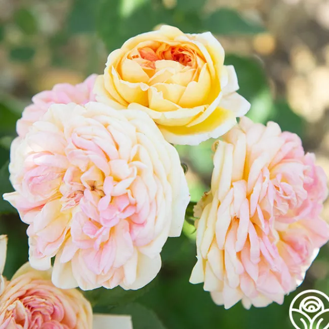 Alchymist>Heirloom Roses Online