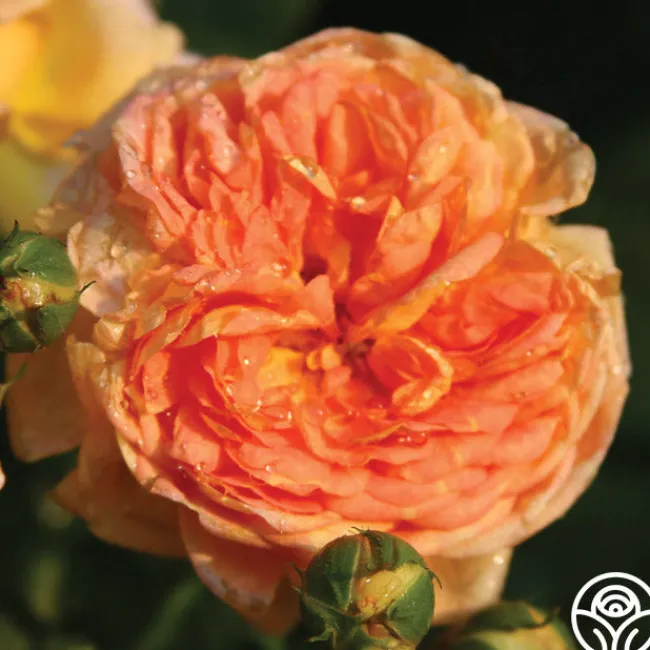 Alchymist>Heirloom Roses Online